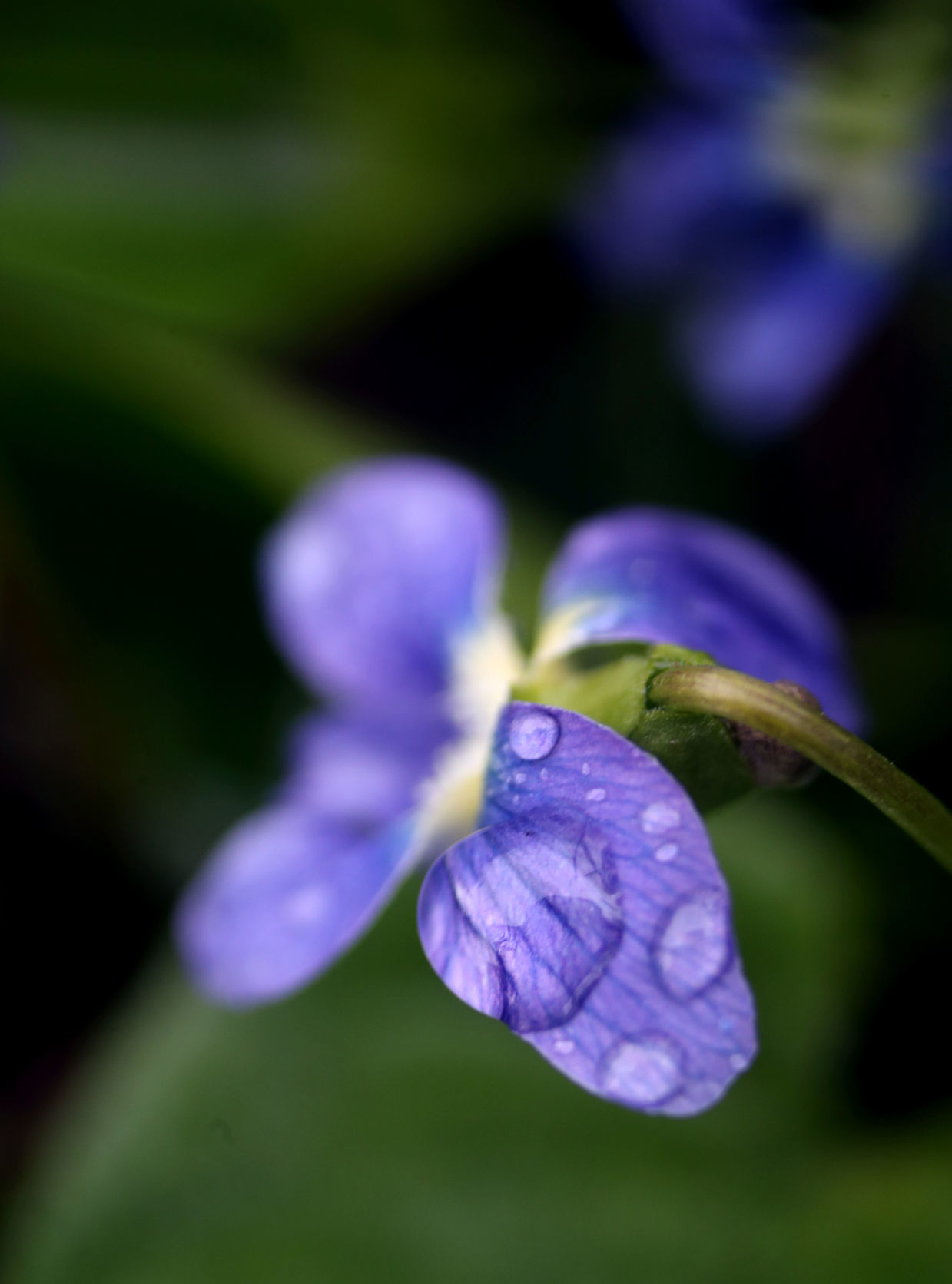 050520bp-violet-raindrop